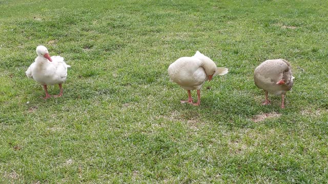 Cotton Patch Geese Preening on the Lawn