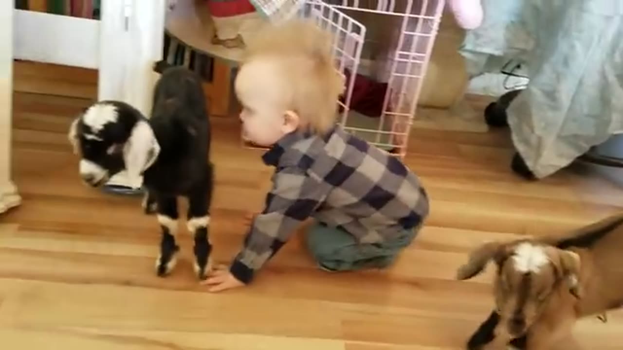 Baby and baby Goats