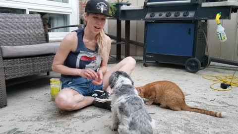 Cat training Leo the cat gives high fives