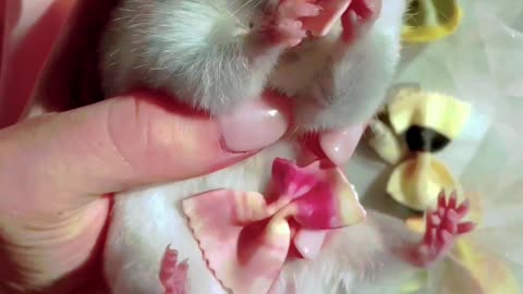 Cute mouse 🐁