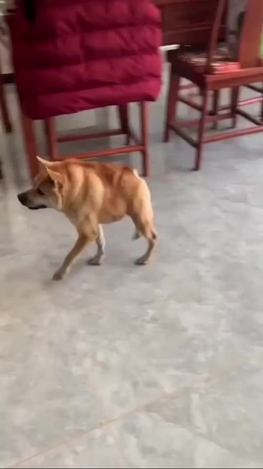 Dog born with a short body | Cute Wild Animals