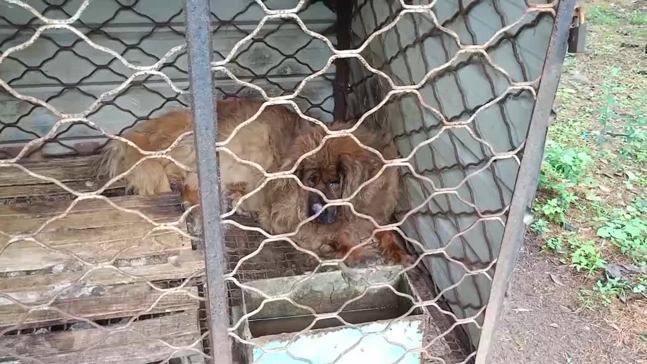 This is a dog that looks like a lion. Its name is Tibetan mastiff