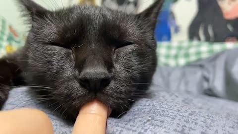 This cat thinks of its mother