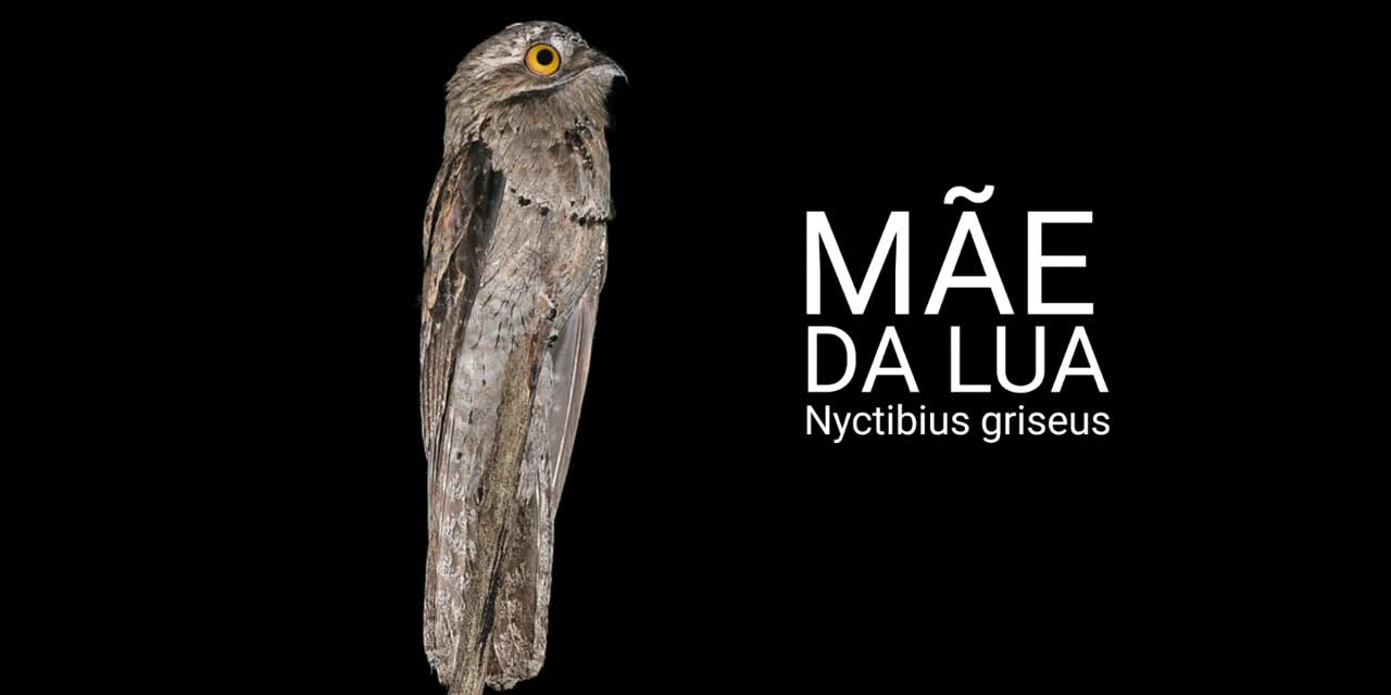 CANTO DA MÃE DA LUA, urutau, urutau comum, urutágua, urutágo, Kúa kúa, Uruvati, pássaro fantasma