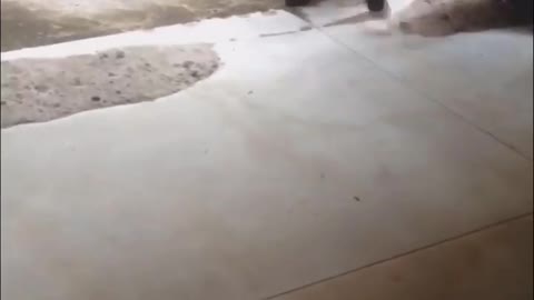 Smart Puppies Can Listen To The Owner