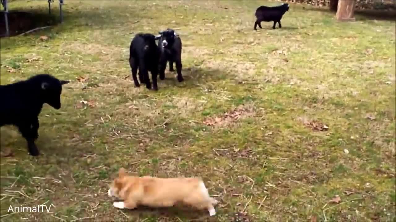 Corgi Are The Best - CORGI ES LO MEJOR