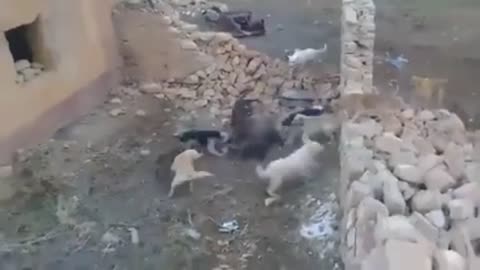 Dogs attack a pig