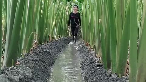 New Generation Agriculture Practices 🔥😎.