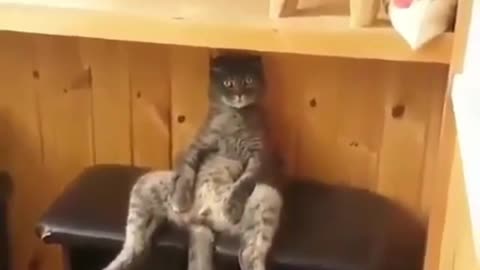 Cat just want to rest, cat are not wrong