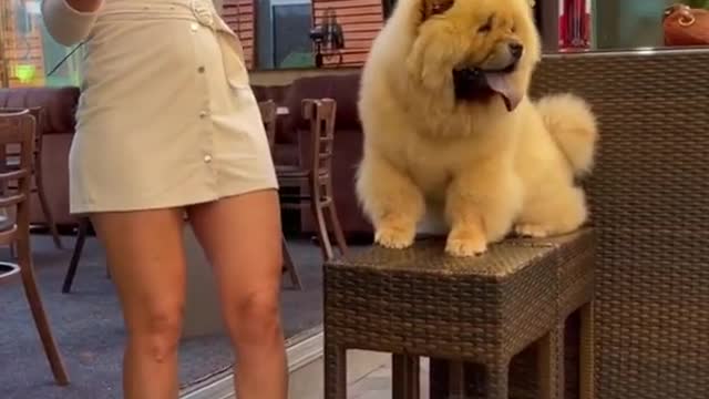 Cute puppy video.