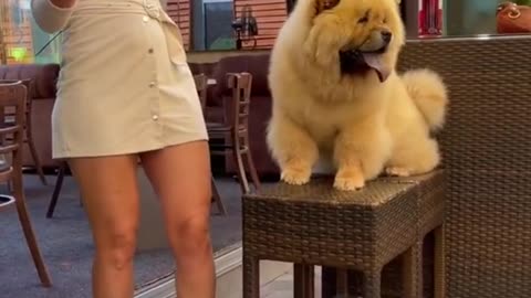 Cute puppy video.