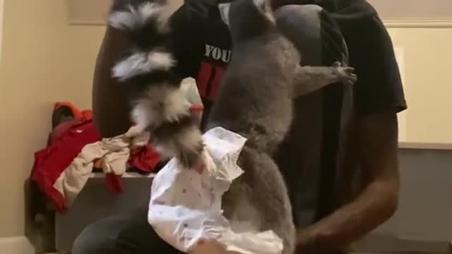 my favorite animal In the house is cute and cute