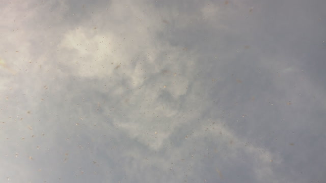 Swarm of Gnats flying in sky