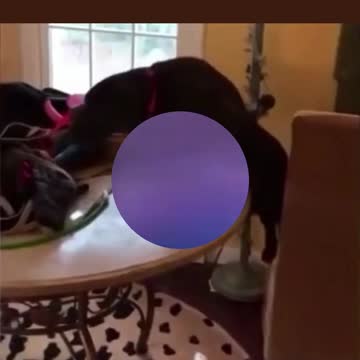 Funny Dog Memes & Best Funny Dogs Meme Videos