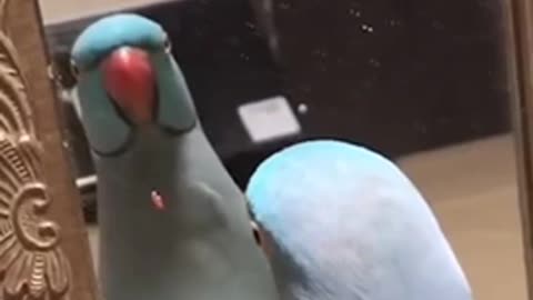 Funniest parrot