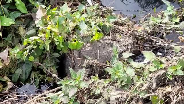 Drought or deliberate destruction?