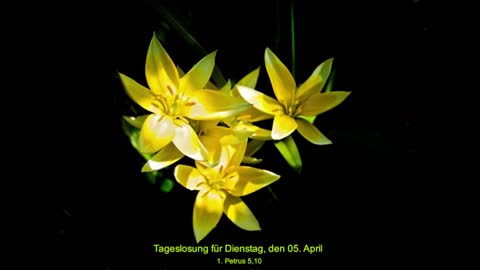 Tageslosung für Dienstag, den 05. April