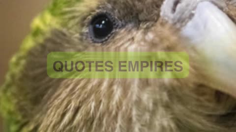 Kakapos fly at night :The amazing story of the Kakapos #kakapo #wildlife #kakapo bird#nature