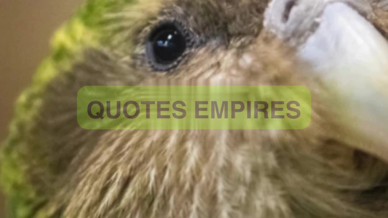 Kakapos fly at night :The amazing story of the Kakapos #kakapo #wildlife #kakapo bird#nature