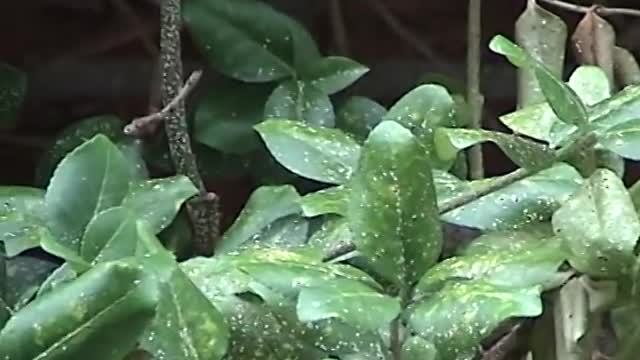 A Smart Meter Is Killing A Shrub