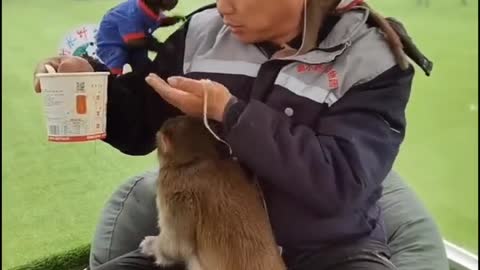 The breeder’s food is divided among the little baboons