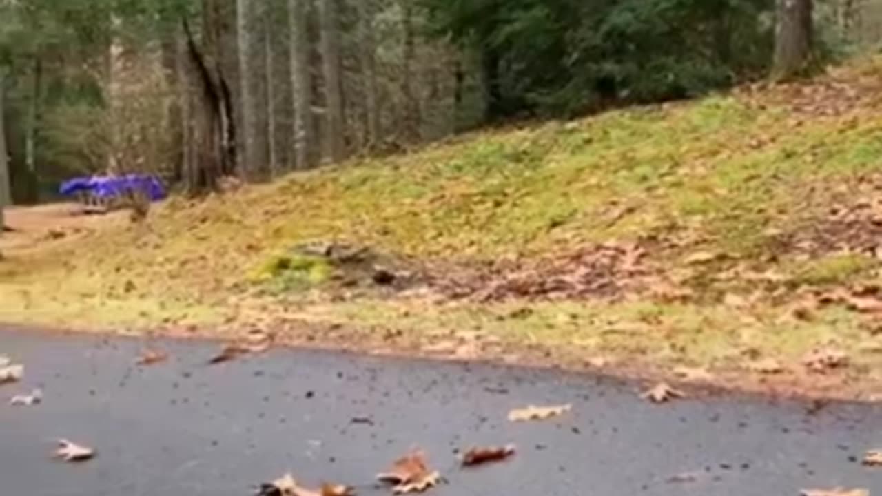 Funny videos- Just laugh at it.