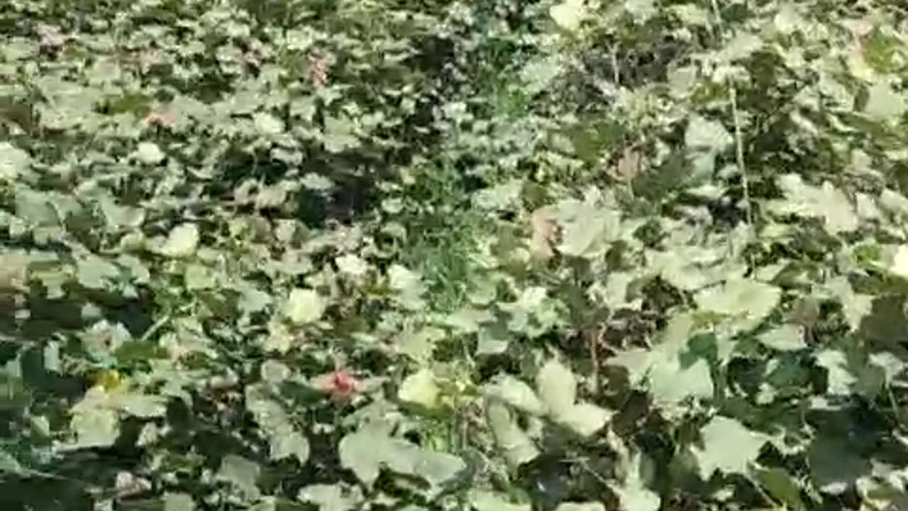 Hybrid Cotton C 51 Sanghar