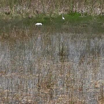 Value life, yes of the animals, but especially the life of Man.