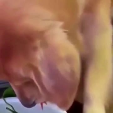 Funny cats, cute cats, 🐕 Dogs