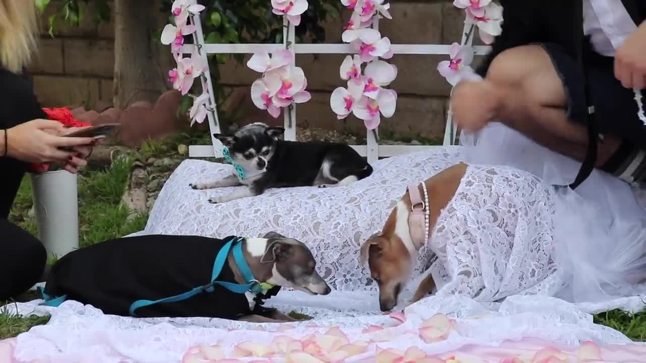 Dogs' Wedding