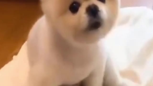 So Cute Puppie Video