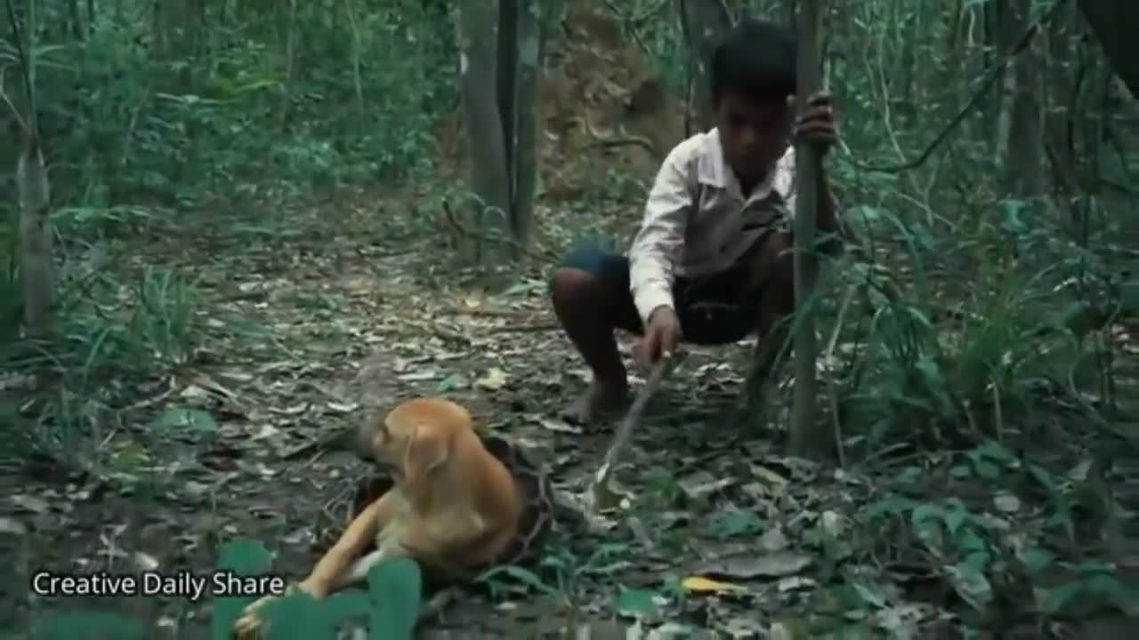 Boy Risks His Life to Save Dog From Huge Python