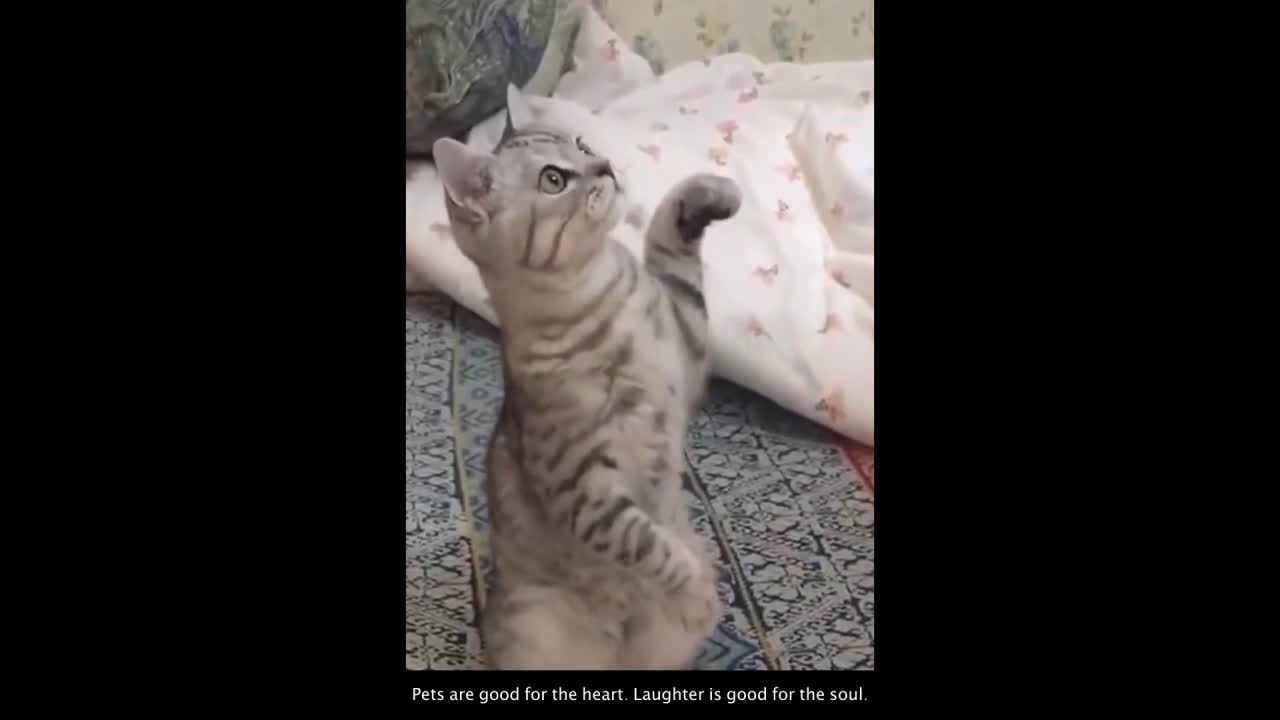 Funny Cat Videos #11 😹 😹😹 - Cute Cats and Baby Kittens To Keep You Smiling and Laughing ❣️❣️❣️