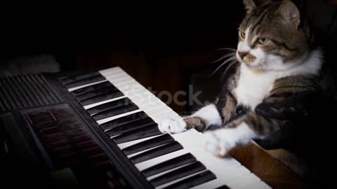 Fany cat tar to piano