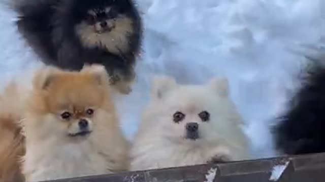 Adorably Cute Puppies Playing in the Snow