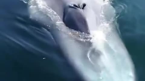 Biggest animal in the World | Fun2rumble