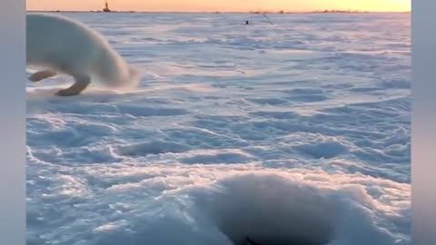 Baby Arctic Fox Steals Mans Fish