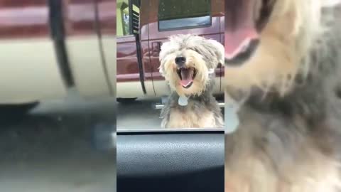 This Cute Dog Begging His Owner To Let Him Enter To The Car