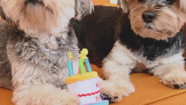 Video of dogs on a sofa - Looks Awesome