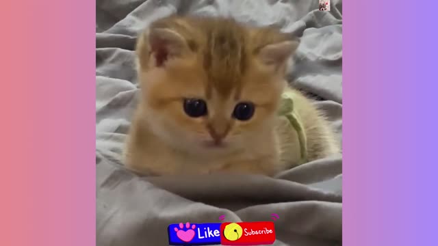 #The_Loveliest_Animals cute baby cat video, kitten video, cute baby cats, kittens,beautiful baby cat