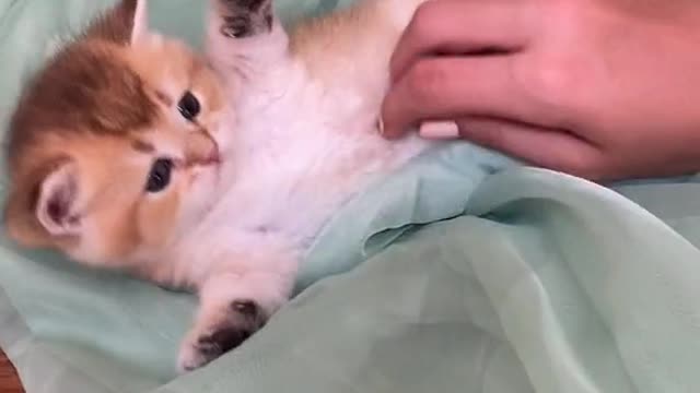 Cute can't video