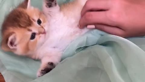 Cute can't video