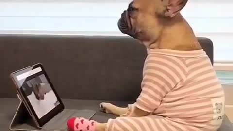 El Dog viendo video