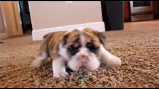 Cutest Puppies Compilation 1