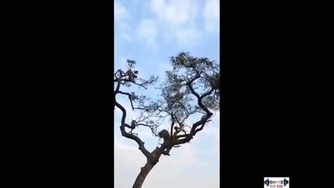Funny monkey 🙉 videos 😂
