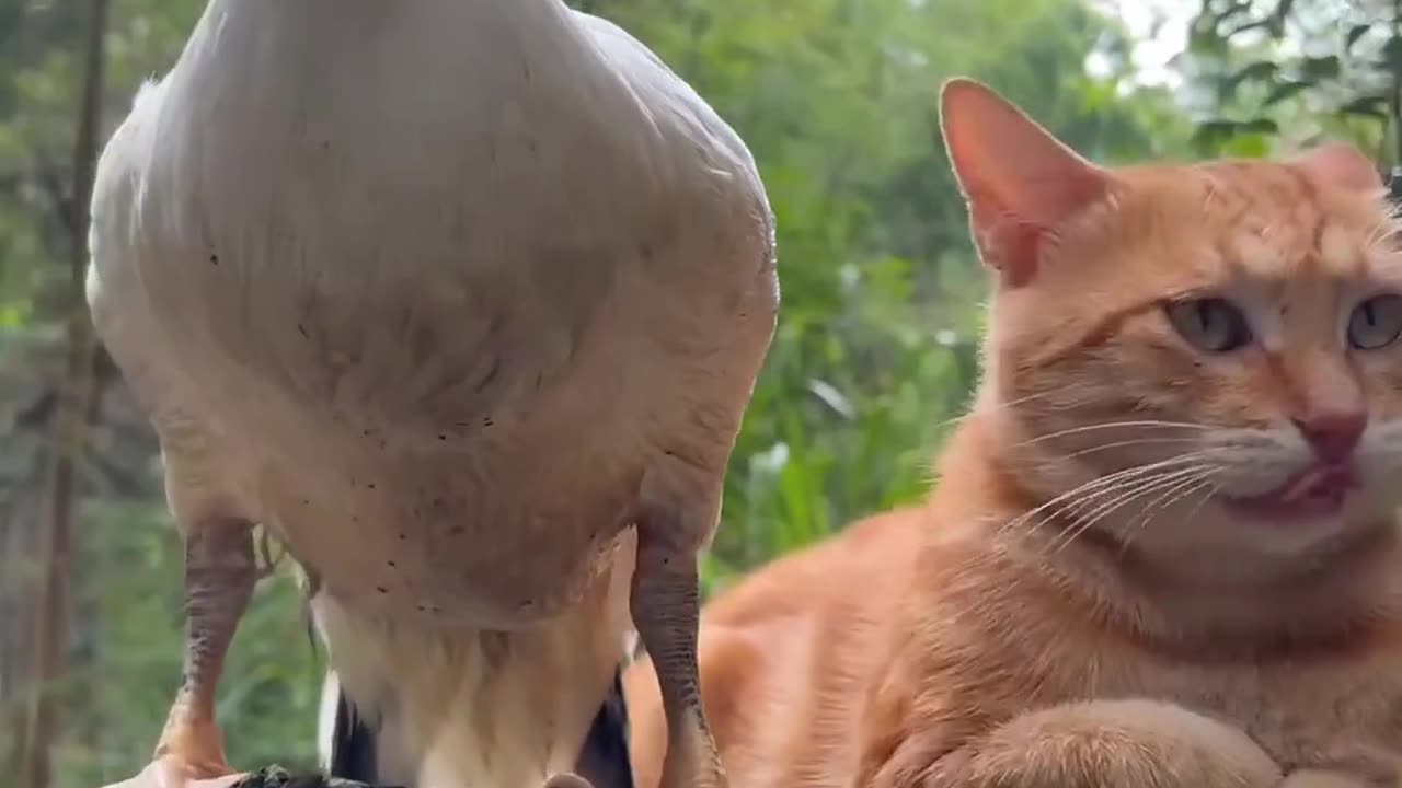 Duck and cat