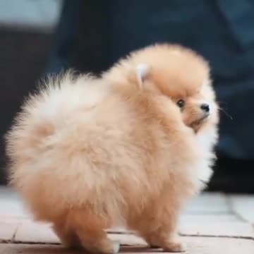 A unique little dog that dances and jumps in the air in an amazing and acrobatic way