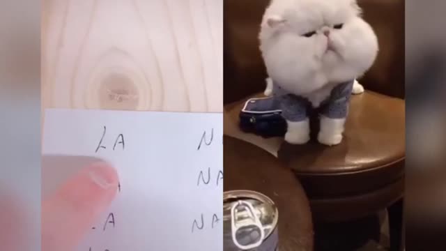 funny cats on tiktok