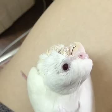 Minibuger cockatiel14