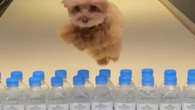 Funny Animals video | Cute baby dogs funny videos